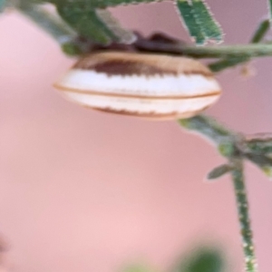 Ellipsidion australe at suppressed by Hejor1