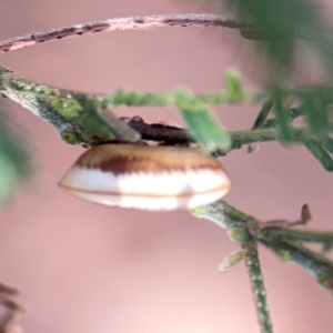 Blattidae sp. (family) at Campbell Park Woodland - 28 Mar 2024