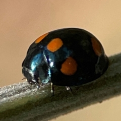 Orcus australasiae (Orange-spotted Ladybird) at Pialligo, ACT - 28 Mar 2024 by Hejor1