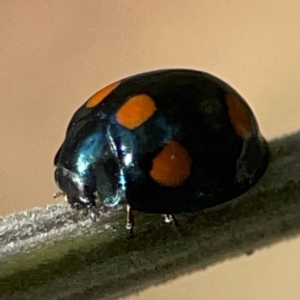 Orcus australasiae at Campbell Park Woodland - 28 Mar 2024 02:55 PM