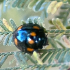 Orcus australasiae at Campbell Park Woodland - 28 Mar 2024 02:55 PM