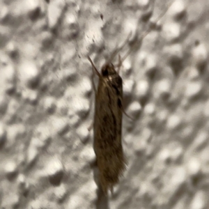 Achyra (genus) at City Renewal Authority Area - 26 Mar 2024 08:07 PM