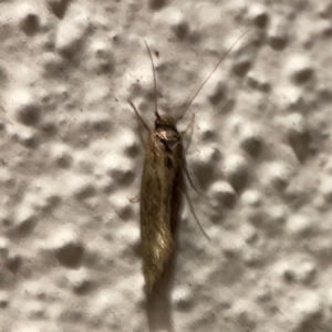 Achyra (genus) at City Renewal Authority Area - 26 Mar 2024 08:07 PM