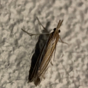 Hednota (genus) at City Renewal Authority Area - 26 Mar 2024 07:36 PM