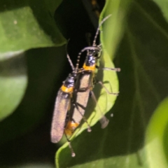 Chauliognathus lugubris (Plague Soldier Beetle) at City Renewal Authority Area - 26 Mar 2024 by Hejor1