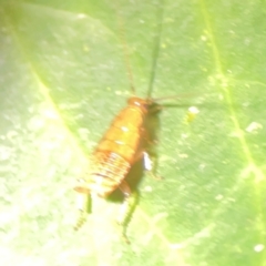 Unidentified Cockroach (Blattodea, several families) at Braddon, ACT - 26 Mar 2024 by Hejor1