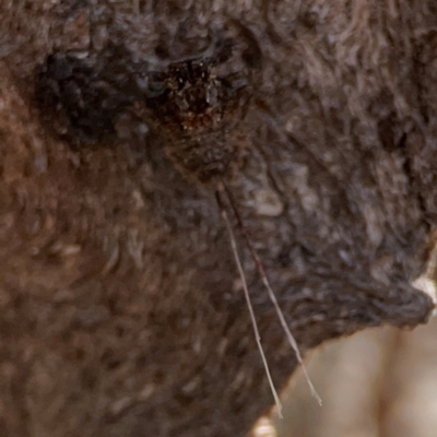 Fulgoroidea (superfamily) (Unidentified fulgoroid planthopper) at Forrest, ACT - 26 Mar 2024 by Hejor1