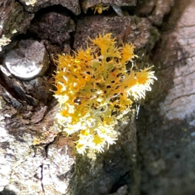 Teloschistes sp. (genus) at Forrest, ACT - 26 Mar 2024 by Hejor1