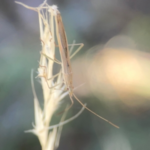 Mutusca brevicornis at Forrest, ACT - 26 Mar 2024