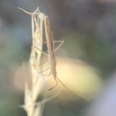 Mutusca brevicornis at Forrest, ACT - 26 Mar 2024