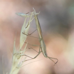 Mutusca brevicornis at Forrest, ACT - 26 Mar 2024