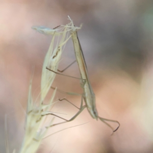 Mutusca brevicornis at Forrest, ACT - 26 Mar 2024