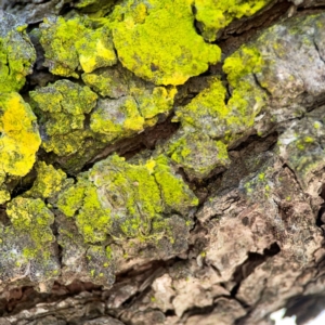 Chrysothrix sp. (genus) at Forrest, ACT - 26 Mar 2024