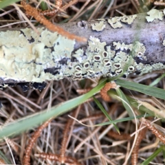 Flavoparmelia sp. (Flavoparmelia Lichen) at Forrest, ACT - 26 Mar 2024 by Hejor1