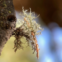 Usnea sp. (genus) (Bearded lichen) at Forrest, ACT - 26 Mar 2024 by Hejor1