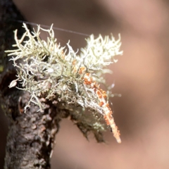 Usnea sp. (genus) at Forrest, ACT - 26 Mar 2024