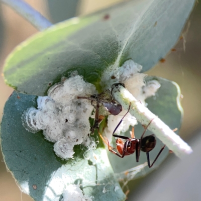 Glycaspis sp. (genus) at Forrest, ACT - 26 Mar 2024 by Hejor1