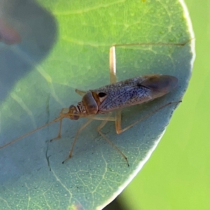 Miridae (family) at Forrest, ACT - 26 Mar 2024