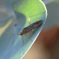 Miridae (family) at Forrest, ACT - 26 Mar 2024