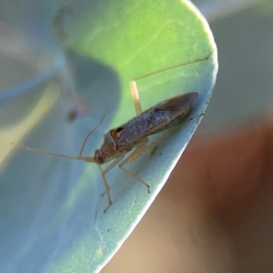 Miridae (family) at Forrest, ACT - 26 Mar 2024