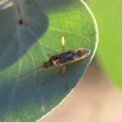 Miridae (family) at Forrest, ACT - 26 Mar 2024 03:36 PM