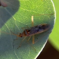 Miridae (family) at Forrest, ACT - 26 Mar 2024