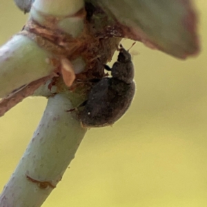 Coccinellidae (family) at Forrest, ACT - 26 Mar 2024