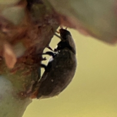 Coccinellidae (family) at Forrest, ACT - 26 Mar 2024 03:33 PM