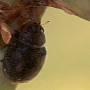 Coccinellidae (family) at Forrest, ACT - 26 Mar 2024