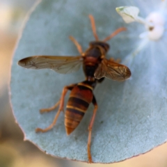 Polistes (Polistella) humilis at Forrest, ACT - 26 Mar 2024