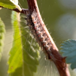 Anestia (genus) at Forrest, ACT - 26 Mar 2024