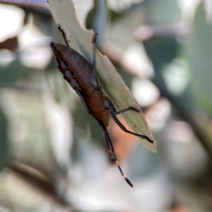 Amorbus sp. (genus) at Forrest, ACT - 26 Mar 2024