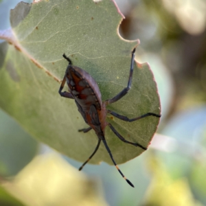 Amorbus sp. (genus) at Forrest, ACT - 26 Mar 2024