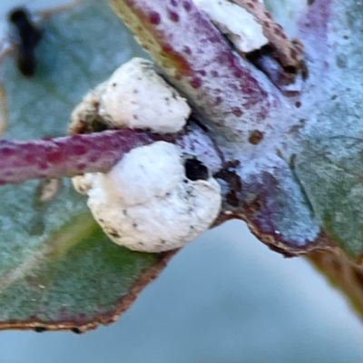 Unidentified Scale insect or Mealybug (Hemiptera, Coccoidea) at Forrest, ACT - 26 Mar 2024 by Hejor1