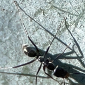 Iridomyrmex sp. (genus) at Forrest, ACT - 26 Mar 2024