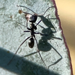 Iridomyrmex sp. (genus) at Forrest, ACT - 26 Mar 2024