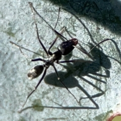 Iridomyrmex sp. (genus) at Forrest, ACT - 26 Mar 2024
