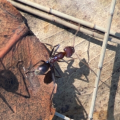 Iridomyrmex purpureus (Meat Ant) at Forrest, ACT - 26 Mar 2024 by Hejor1