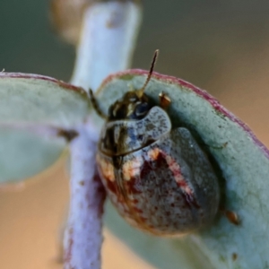 Paropsisterna m-fuscum at Forrest, ACT - 26 Mar 2024