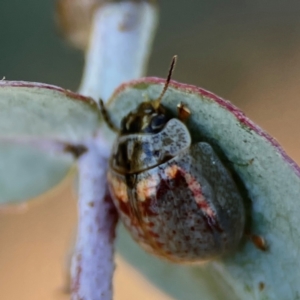 Paropsisterna m-fuscum (Eucalyptus Leaf Beetle) at Forrest, ACT by Hejor1