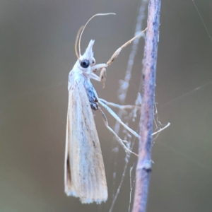 Culladia cuneiferellus at Campbell Park Woodland - 28 Mar 2024 05:19 PM