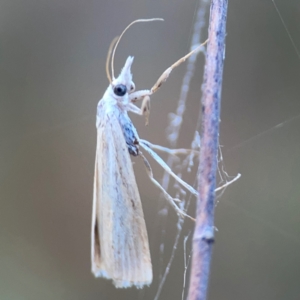 Culladia cuneiferellus (Crambinae moth) at Campbell Park Woodland by Hejor1