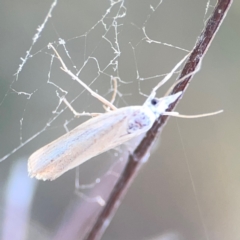 Culladia cuneiferellus at Campbell Park Woodland - 28 Mar 2024 05:19 PM