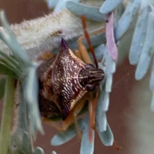 Oechalia schellenbergii at Campbell Park Woodland - 28 Mar 2024 05:24 PM