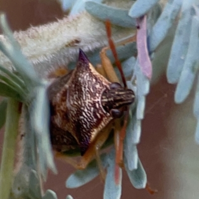 Oechalia schellenbergii (Spined Predatory Shield Bug) at Pialligo, ACT - 28 Mar 2024 by Hejor1
