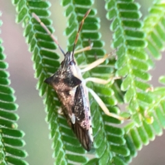 Oechalia schellenbergii at Campbell Park Woodland - 28 Mar 2024