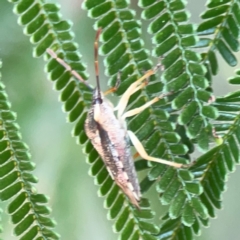 Oechalia schellenbergii at Campbell Park Woodland - 28 Mar 2024