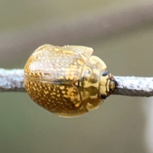 Paropsisterna cloelia (Eucalyptus variegated beetle) at Pialligo, ACT by Hejor1