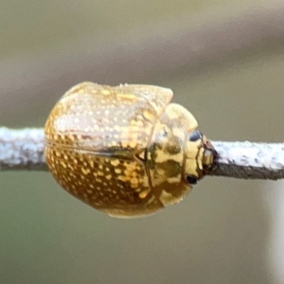 Paropsisterna cloelia (Eucalyptus variegated beetle) at Pialligo, ACT - 28 Mar 2024 by Hejor1