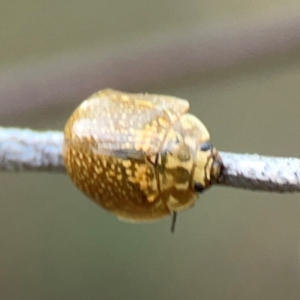 Paropsisterna cloelia at Campbell Park Woodland - 28 Mar 2024